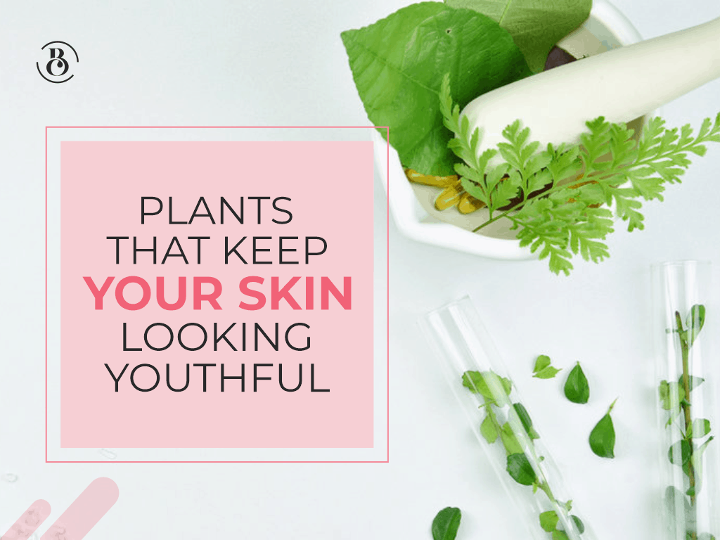 5 Plants That Keep Your Skin Looking Youthful
